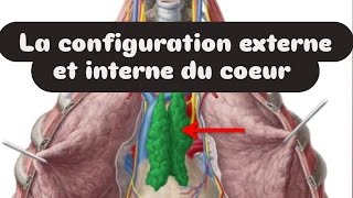 la configuration externe et interne du coeur ☄ [upl. by Silvain]