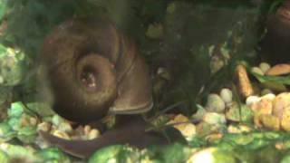 Coldwater Snail  Black Ramshorn Snail at Tyne Valley Aquatics  near Newcastle [upl. by Bravar]