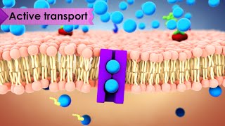 Biology Cell Transport [upl. by Larred]