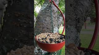 Downy Woodpecker Drops In For A Single Seed [upl. by Sachsse]