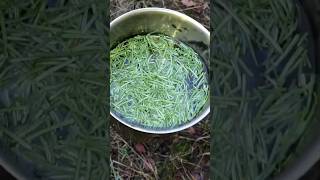 Let’s make some pine needle tea outdoorcooking pine [upl. by Ecylla]