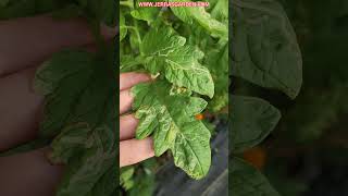 Do your plant leaves have white lines Leafminer Pests gardeningtips garden vegetablegarden [upl. by Arnelle]