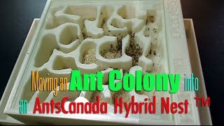 Moving an Ant Colony into an AntsCanada Hybrid Nest ™ [upl. by Eikcin85]