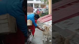 Helping Animals and Street Dog 😢🙏🏻trending ytshorts dog labrador viral love cute shorts [upl. by Post]