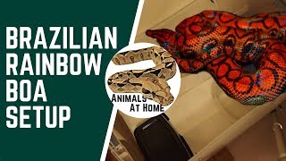 Brazilian Rainbow Boa Setup [upl. by Leur]