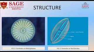 Introduction of Diatoms  School of Sciences [upl. by Arba131]