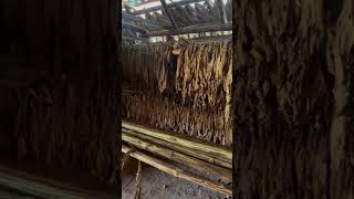 Nos Encontramos en Viñales ¡Elaborando Tabaco de Forma Tradicionaltabaco viñales cuba trading [upl. by Natlus]