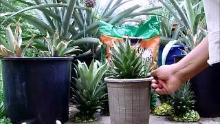 Pineapple Propagation from Pineapple Crownswmv [upl. by Vivia]