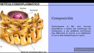 retículo endoplasmático liso [upl. by Vinita]