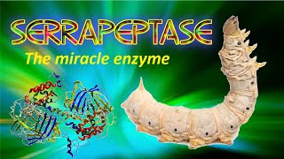 Serrapeptase the miracle enzyme [upl. by Assenav696]