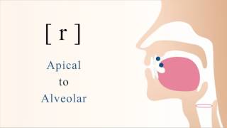 r  voiced apical alveolar trill [upl. by Aciretahs]