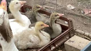 16 November 2024 goslings nesting goose geese guinea fowl and sebright bantams [upl. by Venu]