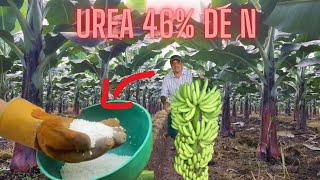 UREA Desarrollo Y Crecimiento En Tu Cultivo De Platano Y Banano [upl. by Eelak]