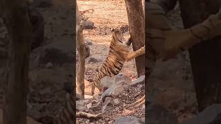 Rare sighting of tiger claw marking  Ranthambore shorts tiger jojuwildjunket [upl. by Amoritta55]