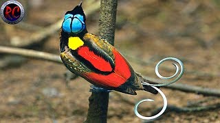 TOP 10 AVES EXÓTICAS más BONITAS y HERMOSAS del MUNDO [upl. by Elay169]