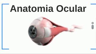 Anatomia ocular  Túnica externa [upl. by Baniez]