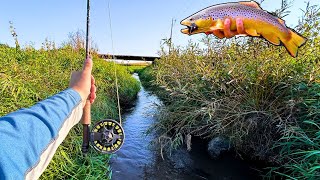 Fly Fishing TINY Creek for Nice Brown trout [upl. by Eyssej206]