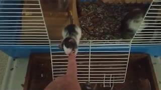 How to socialize your litter of baby rats [upl. by Enelahs]