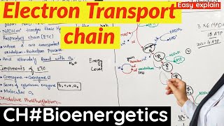 Electron Transport Chain class 11  ETC  Aerobic Respiration [upl. by Haggerty519]