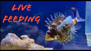 Feeding Lionfish live fish Saltwater aquarium [upl. by Barraza]