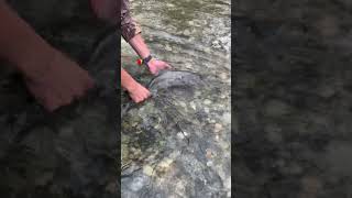 Releasing small wildcoho salmon cohofishing subscribe shorts fishing coho wildsalmon share [upl. by Cassey937]