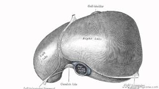 Peritoneal Cavity  Part 2  Ligaments of the Liver  Anatomy Tutorial [upl. by Aikenahs]