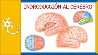 INTRODUCCIÓN AL CEREBRO  generalidades anatomía básica lóbulos telencéfalo diencéfalo  Ep 3 [upl. by Audre]