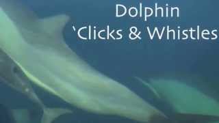 Dolphin Clicks and Whistles [upl. by Odlauso]