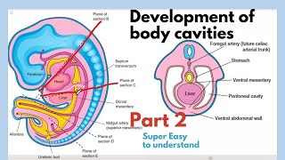 Development of body cavities  Thoracic Cavity Development  Embryology of body cavities  Easiest [upl. by Delphina]