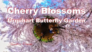 Blossom Haven Discovering Cherry Blossoms at Urquhart Butterfly Garden in Dundas Hamilton [upl. by Corri870]