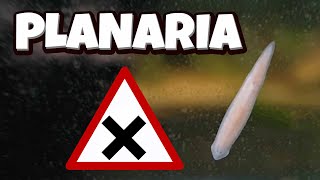 Planaria  How to manage them DIY trap [upl. by Htehpaj328]