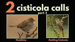 2 CISTICOLA CALLS  part 3 Neddicky and Rattling Cisticola calls [upl. by Winou896]