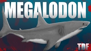 Megalodon Giant Shark TDF Facts [upl. by Avron50]