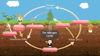 The Nitrogen Cycle [upl. by Kraus]