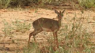 Kirks DikDik chewing in Samburu [upl. by Rodl]