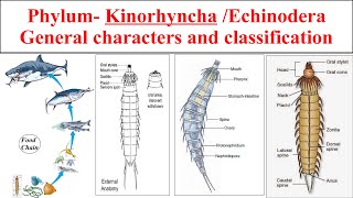 Kinorhyncha  Phylum Kinorhyncha  General characters and classification of Kinorhyncha [upl. by Aihsiek]