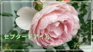 【セプタードアイル5月】Scepterd Isledavid austin rosesデビッドオースチンイングリッシュローズバラベランダ [upl. by Fellows922]