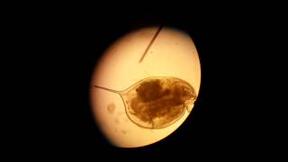 Daphnia pulex Under a Microscope [upl. by Notgnirrab]