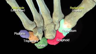 Funky Anatomy EXAM QUESTIONS Carpal and Hand Bones [upl. by Deborath]