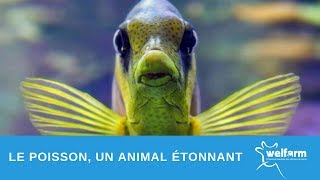 Le poisson un animal étonnant [upl. by Einafit]