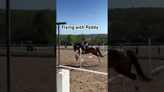 Flying with Paddy again 😍 pony flying jumping pony showjumper equestrian [upl. by Rodavlas]