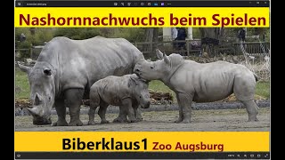 Nashorn Brüder Paco und Nero spielen auf der Wiese Zoo Augsburg [upl. by Mutua442]