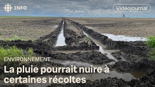 La pluie complique le travail des agriculteurs  Vidéojournal [upl. by Aennaej]