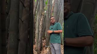 পৃথিবীর সবচেয়ে বড় ঘাস।🎄🥬🌳 [upl. by Rockafellow]