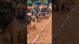 quotTraining Belgian Malinois Puppies for Elite Assault Skillsquot workingk9 belgianmalinois [upl. by Amarillis]