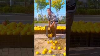 Why is She Throwing Away The Delicious Oranges  Amazing Fresh Sweet Orange shorts youtubeshorts [upl. by Janek]