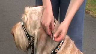 Dogmatic Headcollar  how to fit the Headcollar [upl. by Pine369]