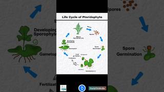 Life Cycle of a Pteridophyte Fern  NEET ke dosto ke sath share karo fata fat [upl. by Lertsek961]