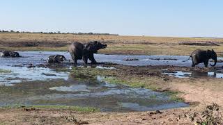 Elephants Bathing in the River [upl. by Esadnac]