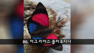 세계에서 가장 아름다운 나비들 [upl. by Fulbright]